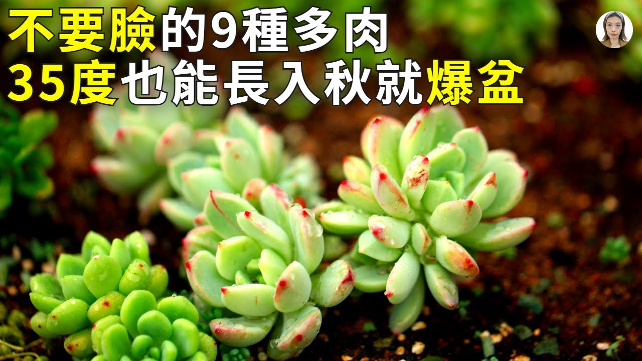 夏季不要臉的9種多肉，35度高溫也能正常生長，不用擔心會掛掉，入秋就爆盆美翻了|花花世界