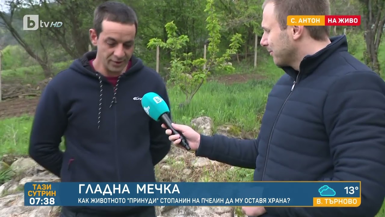 За да не яде от кошерите: В село Антон слагат маса с храна за проблемната мечка | „Тази сутрин“–БТВ