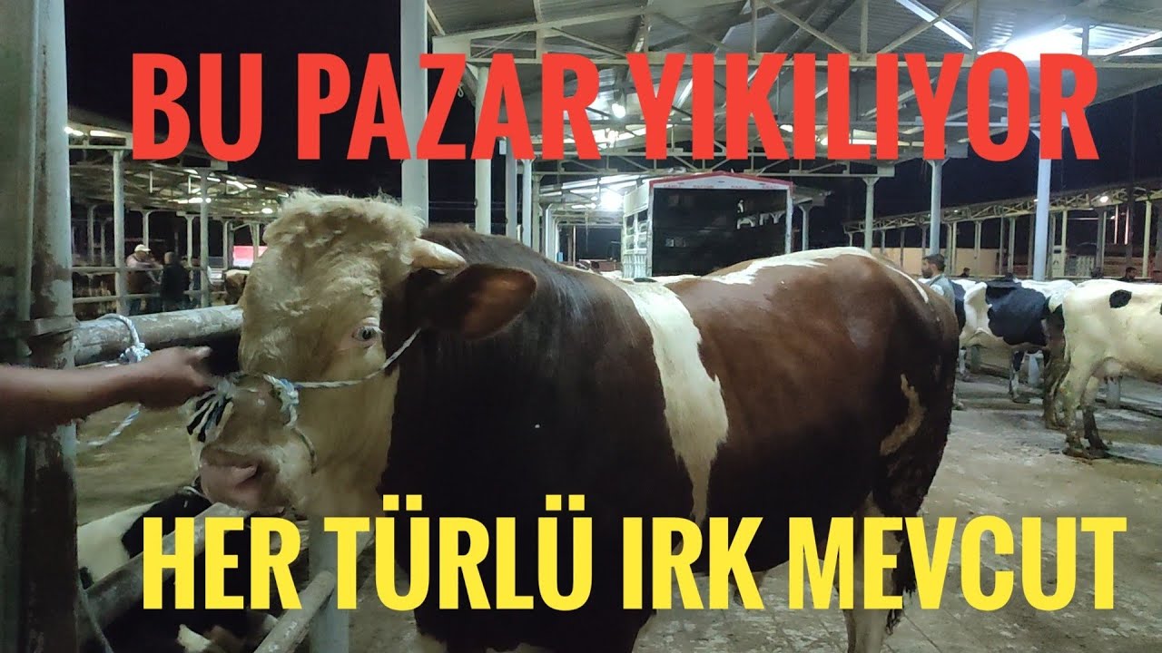 İZMİR ÖDEMİŞ BÜYÜKBAŞ HAYVAN PAZARINDA GÜNCEL BİLGİLER