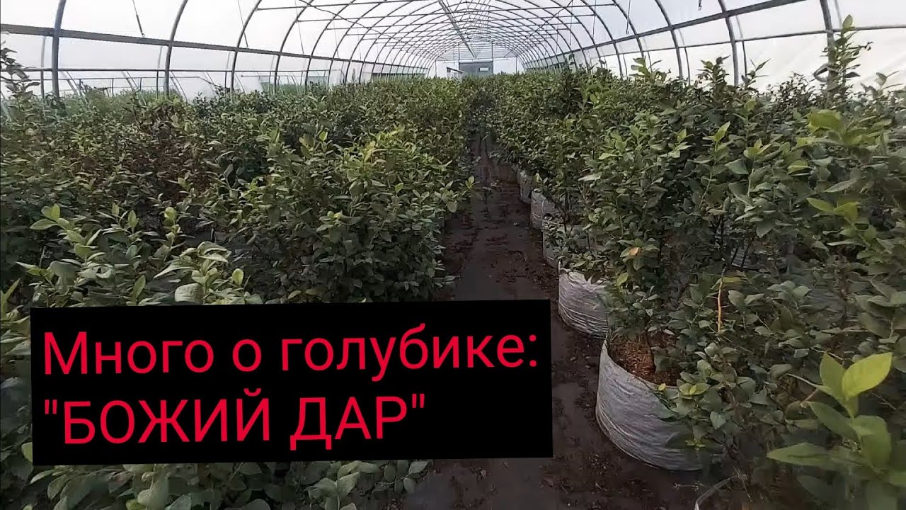 Как варащивать голубику в контейнерах для раннего урожая в теплице / В гостях у фирмы УП 