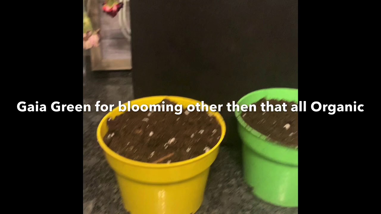 Growing DNA Genetics Holy Grail & Niagara seed bank Zkittles Happy Frog Soil