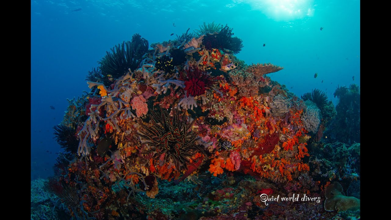Raja Ampat Halmahera December 2025
