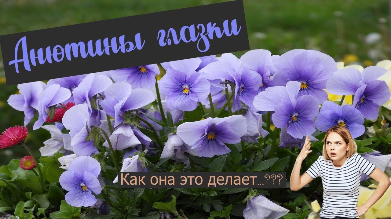 Анютины глазки| Виола| Полимерная глина| Мастер-класс|