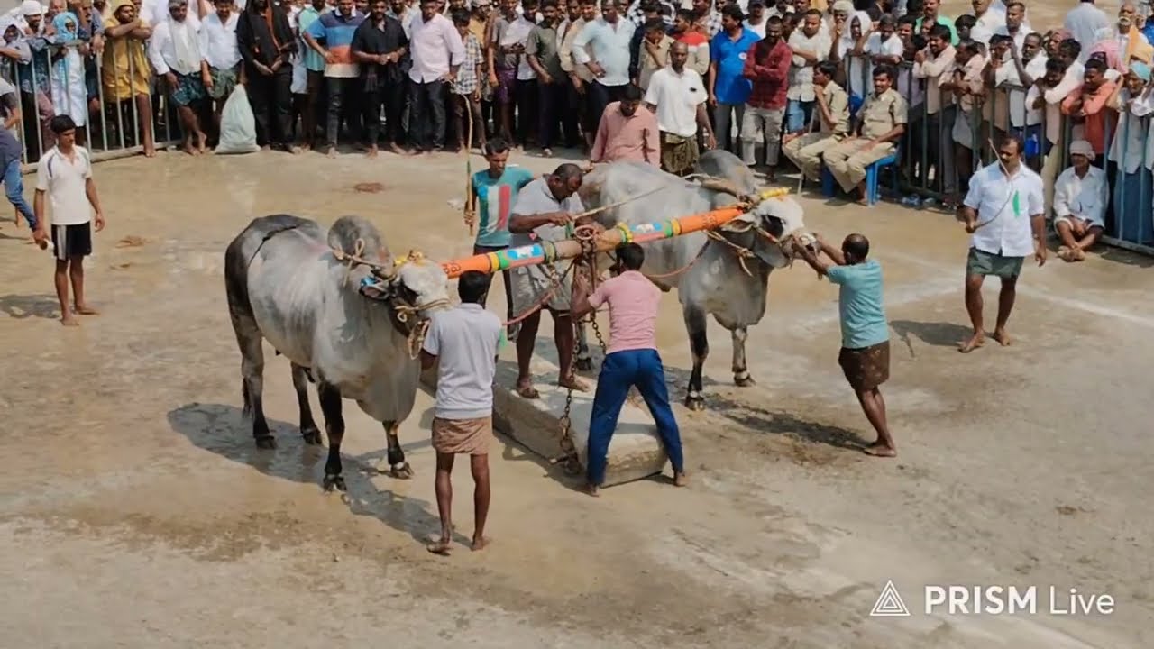 కొండయ్య స్వామి సీనియర్స్ విభాగం 6వ జత PSKY BULLS పెరుమాళ్ళ శివకృష్ణ యాదవ్ గారు 💥💥