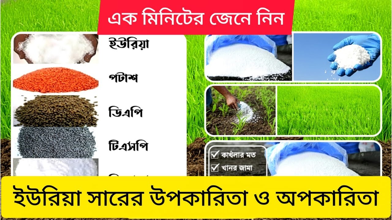 ইউরিয়া সার কি ? কি কাজ করে ? ইউরিয়া ব্যবহারের নিয়ম ও সতর্কতা ! What is urea fertilizer? smartkrishok