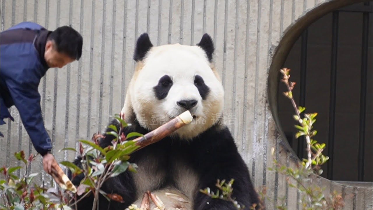 새로온 사육사님~우래기 푸야 잘 부탁 드려요... | 2월 21일 오후(푸바오 실시간) Panda Fubao