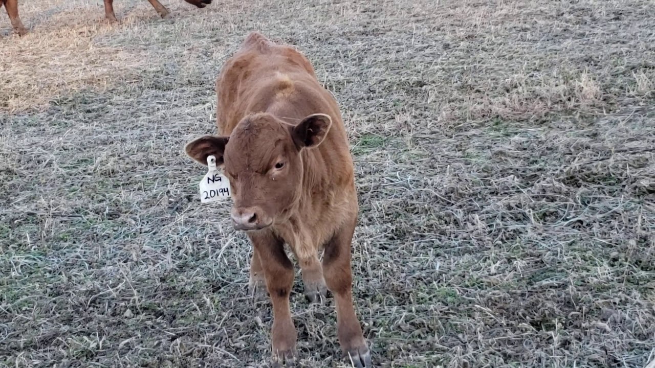 Beautiful Fall Calves