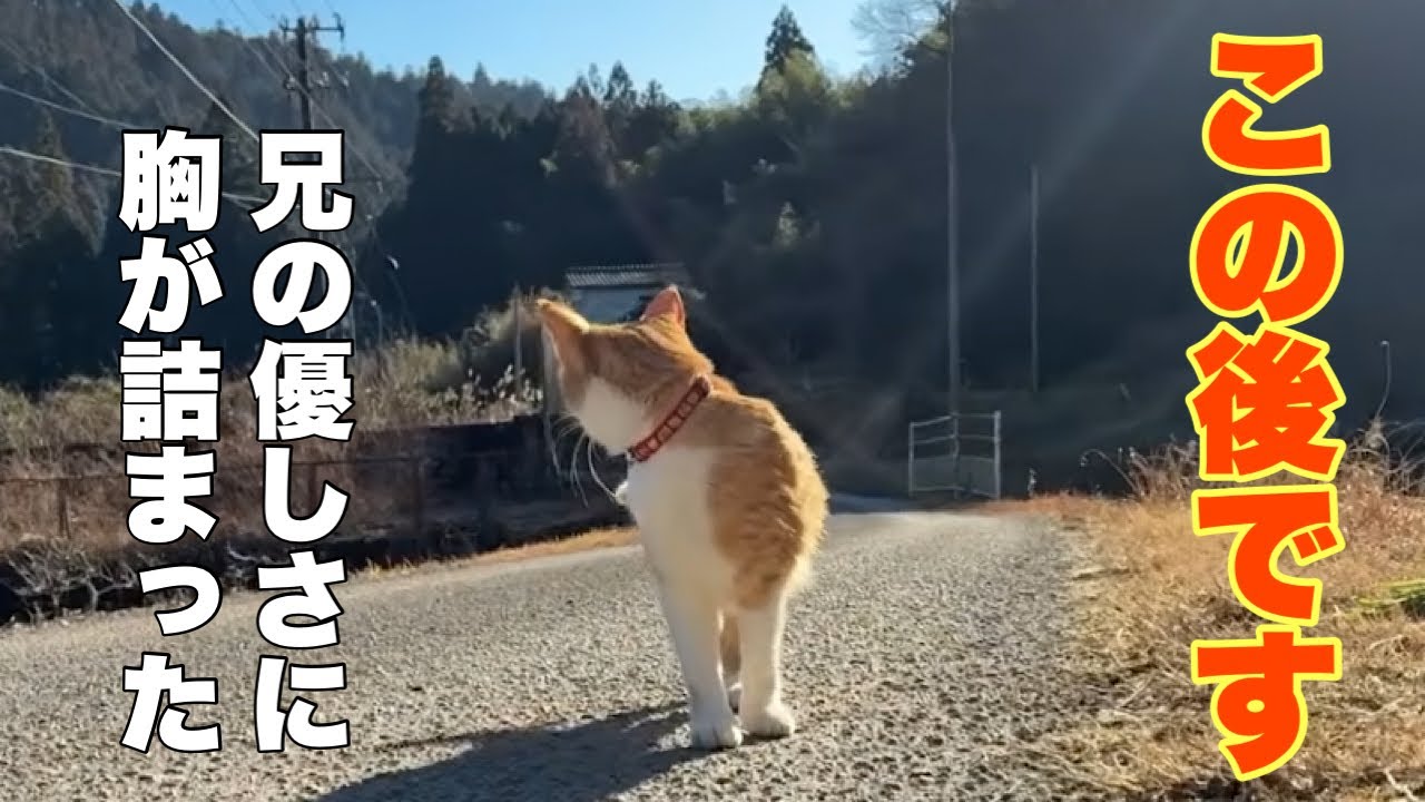 兄を探して出かけた妹猫…遠くで泣いて帰って来た訳
