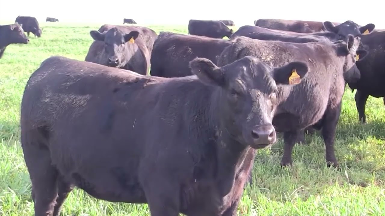 BLACK SIMENTAL, CANCHIM OU BRANGUS? VEJA O QUE É OPÇÃO PARA NOVILHAS BRAHMAN X SENEPOL