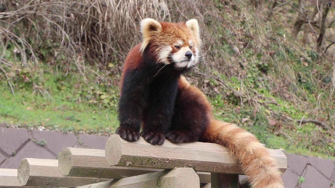 西山動物園　レッサーパンダ　モッチー（挙動不審ｗｗ）