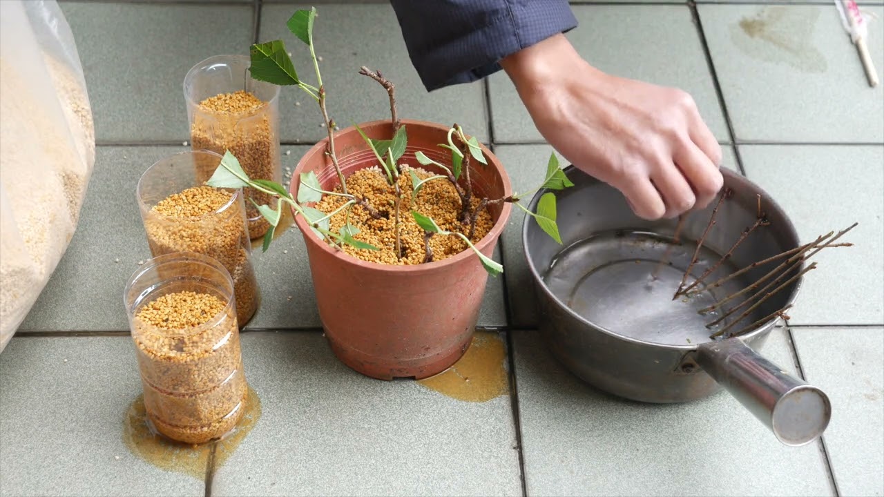 挑戰櫻花的扦插