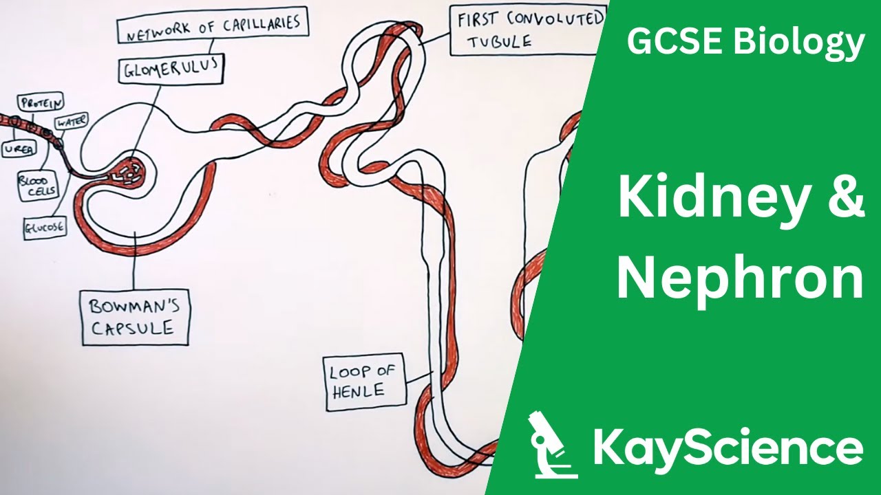 GCSE Biology - The Kidney & Nephron (Kidney Structure)