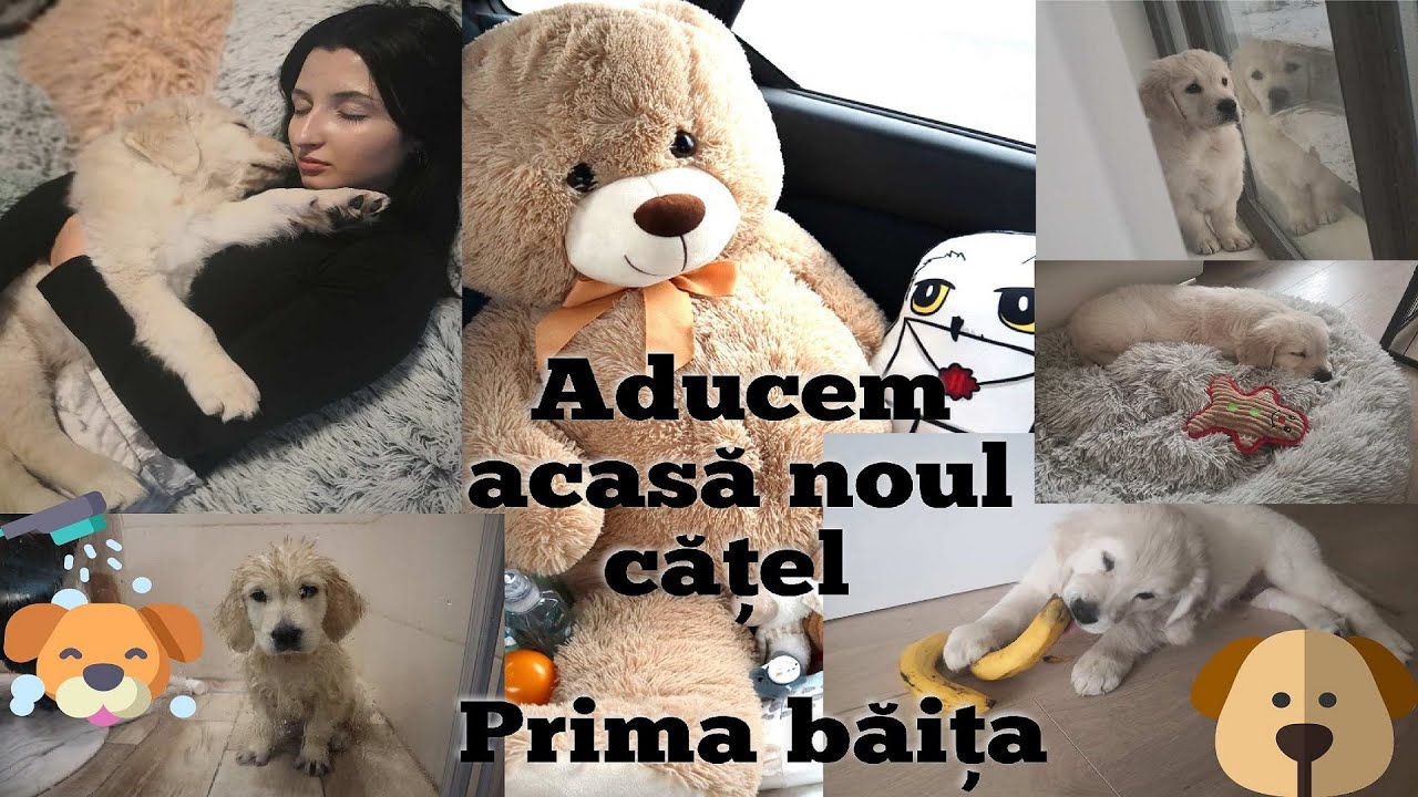 Vlog/Aducem acasă noul cățel Golden Retriever, prima băița și secvente adorabile 🥰