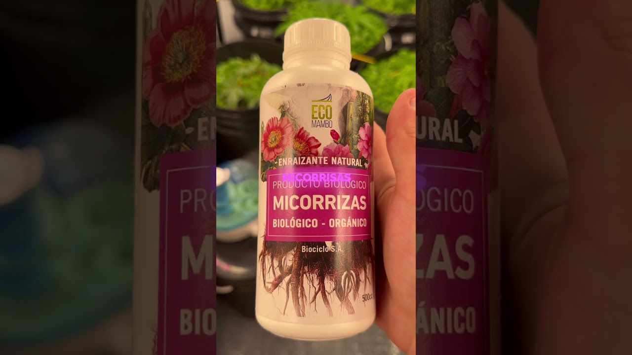 Micorrizas ecomambo #plantas #elvalordehacerlojuntos #cultivarte #cuandovivirnoesparasiempre