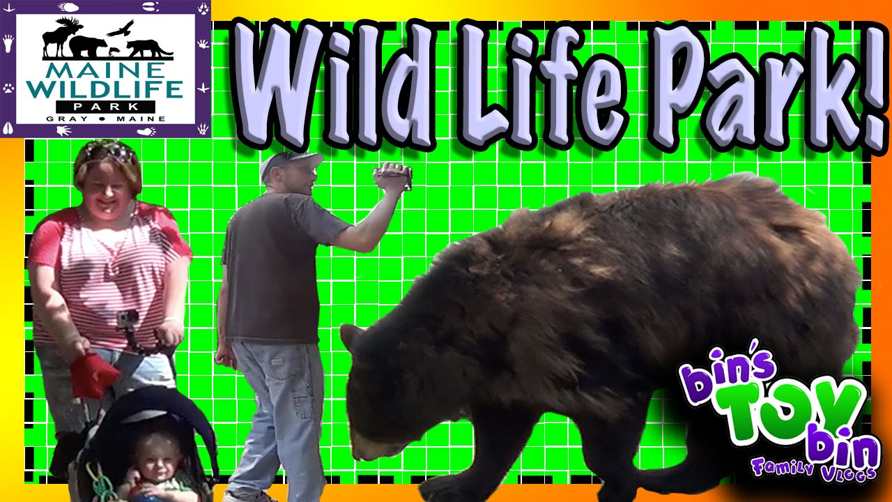Birds, Cougars and Bears Oh My!! Visit to the Maine Wild Life Animal Park by Bins Toy Bin!