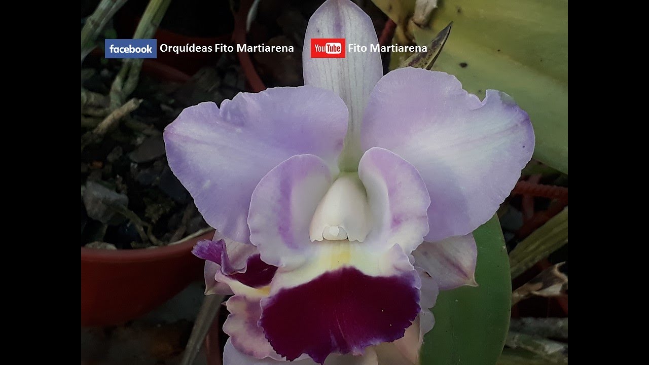 Cultivo de #Orquídeas para PRINCIPIANTES