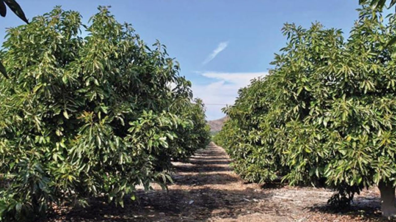 Voici pourquoi il faut planter au moins 400 pieds d'avocatiers sur 1 hectare