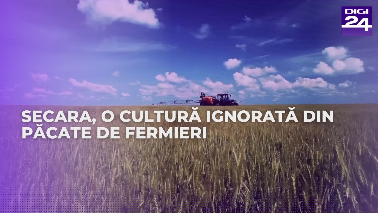 Secara, o cultură ignorată din păcate de fermieri: morarii caută secară și oferă preț bun #digi24