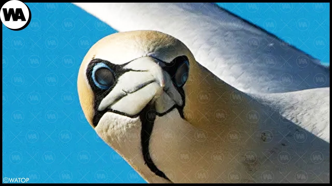 Qu'Arrive-t-il aux Oiseaux qui Volent Trop Longtemps
