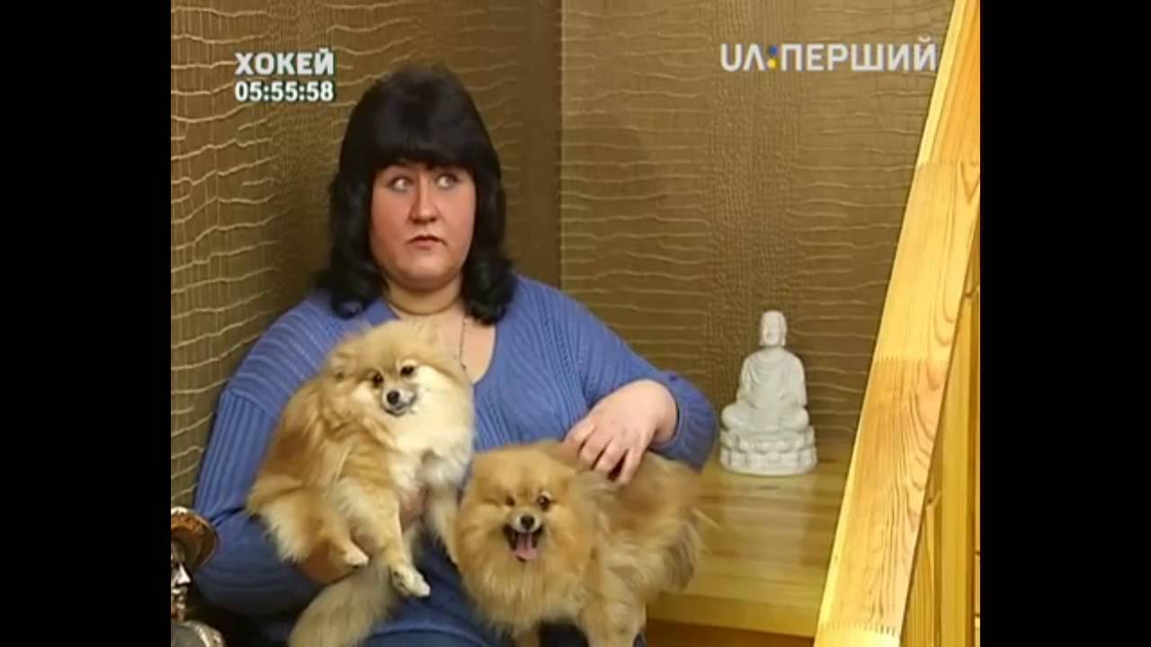 Питомник MIRACLEDIVIN Наши померанские шпици