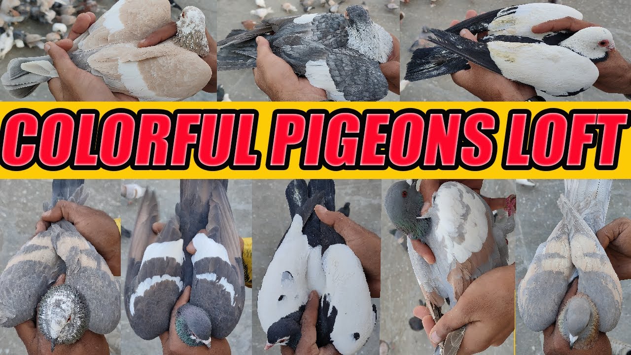 Colorful Birds and Pigeon Loft | Rare Exotic Breed Pigeon | Rangeen Kabootar Sherazi Brother Farhan