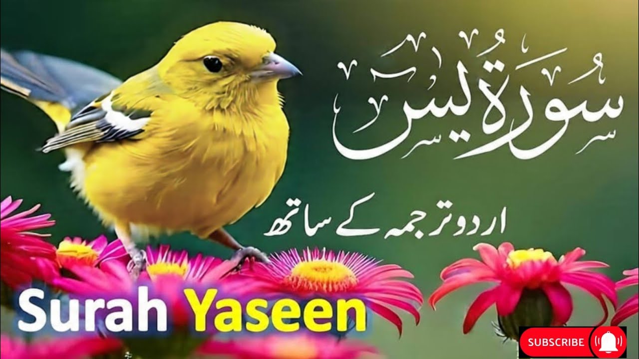 Surah Yasin | Yaseen with Urdu Tarjuma | Quran tilawat | Ep 378 Quran with Urdu Hindi Translation 🌴🍂