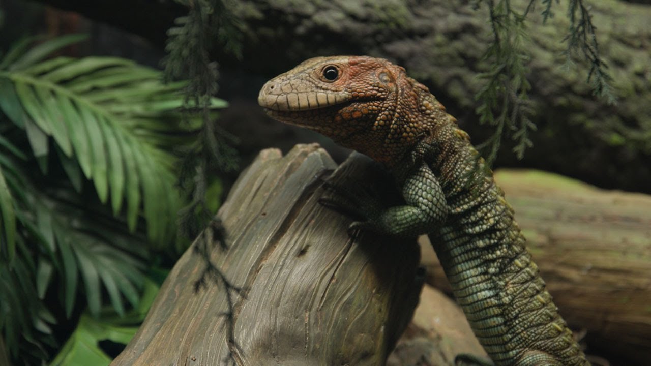 Animal Spotlight: Phillip, Caiman Lizard
