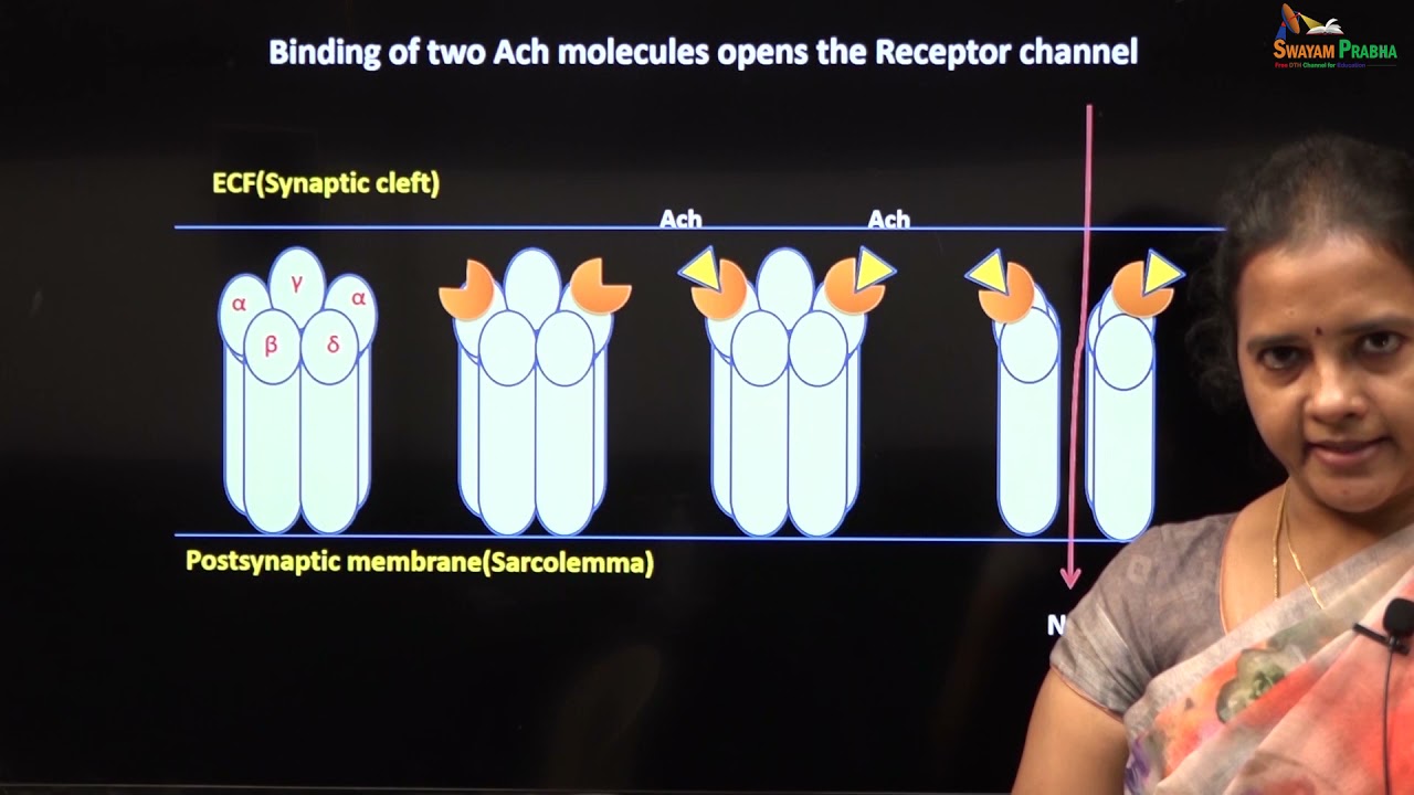 Neuromusular juntion structure, special features and transmission 1