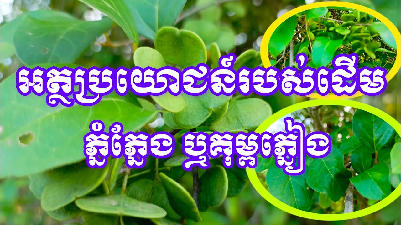តោះមកដឹងពីអត្ថប្រយោជន៍របស់ដើមភ្នំភ្នែង ឬគុម្ពភ្នៀង#subscribe #sub #plants #health #healthy