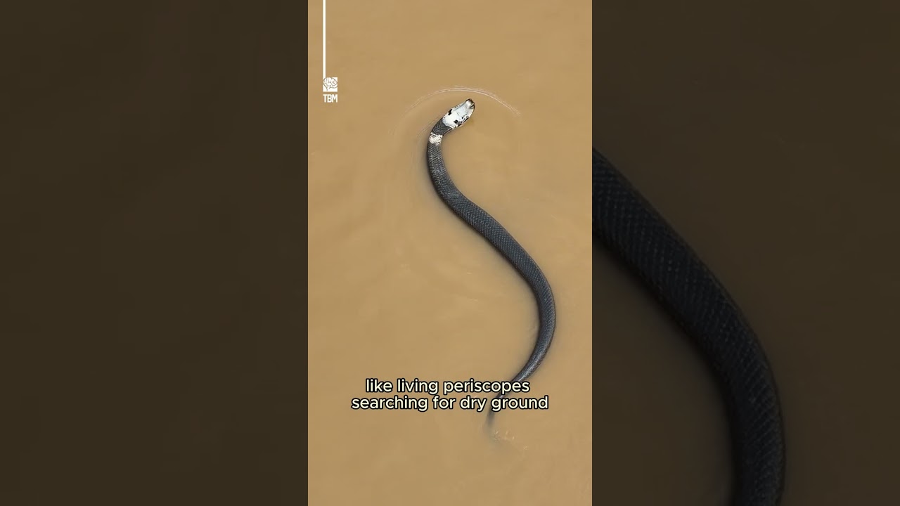 China's Flood Released Venomous Snakes