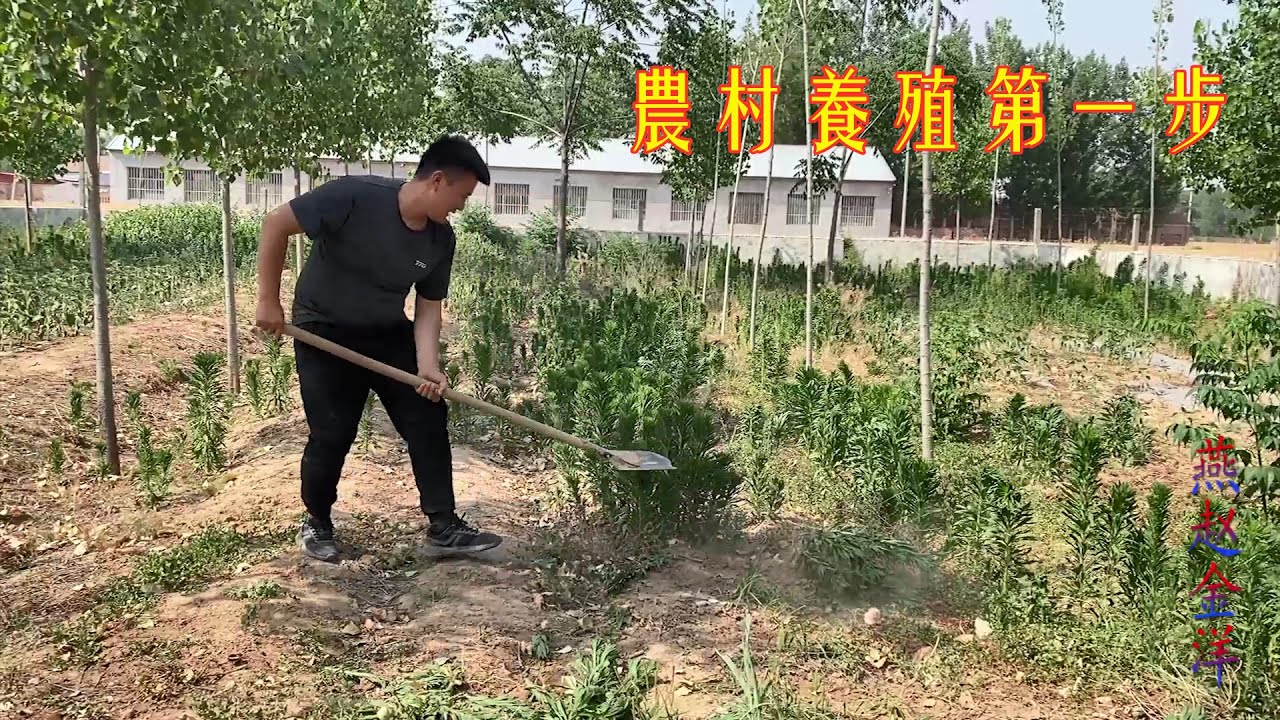 金陽準備在農村幹養殖，用一畝地從頭開始，看他要做什麽