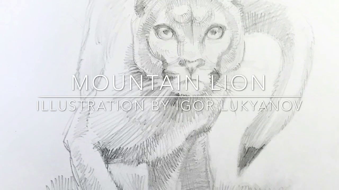 Mountain lion