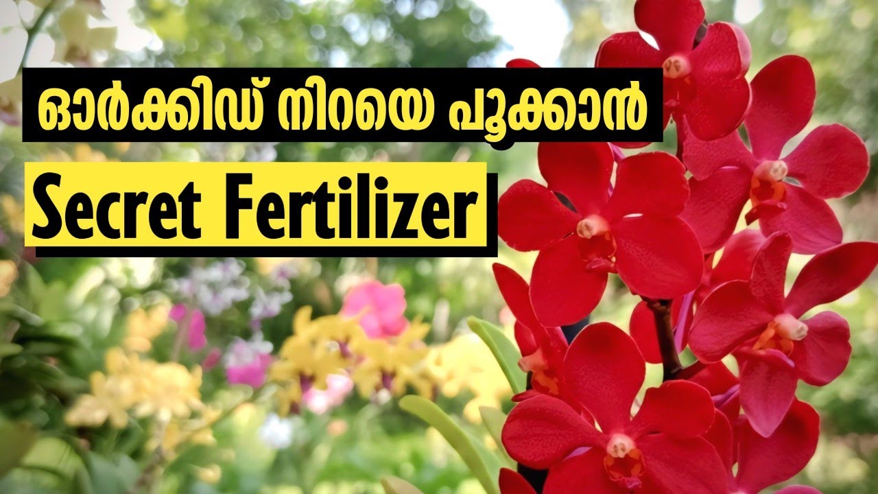 ഓർക്കിഡ് നിറയെ പൂക്കാൻ  ഒരു Secret Fertilizer 🌸 | Balanced Spray for Growth & Bud Formation
