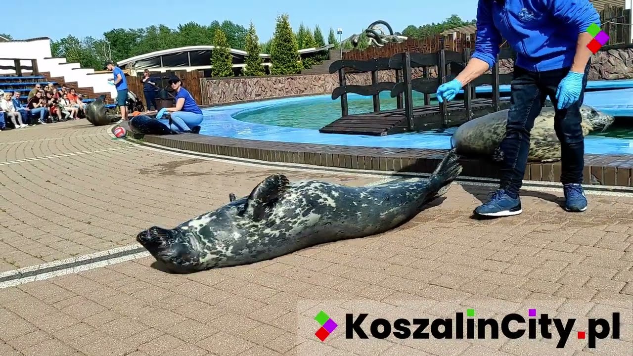 Sea Park Sarbsk 🐳, czyli Fokarium w Łebie 🐬 Zobacz pokazy fok oraz atrakcje w parku!
