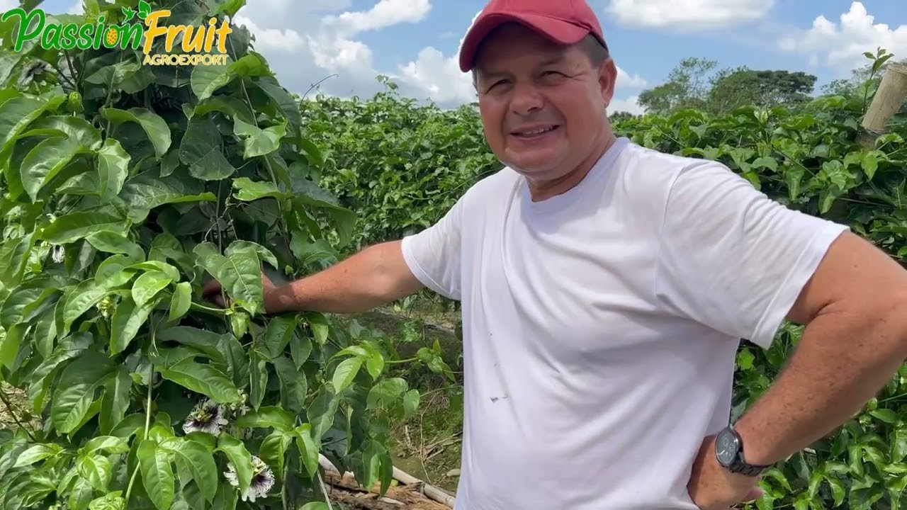 Cultivo de Maracuyá con experiencia