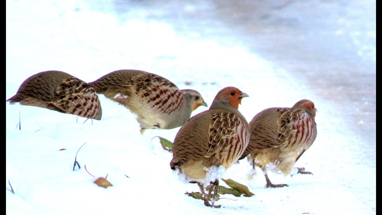 Koroptev polní, Grey Partridge, Rebhuhn, Patrijs, Perdrix, Kuropatwa zwyczajna, Perdiz pardilla
