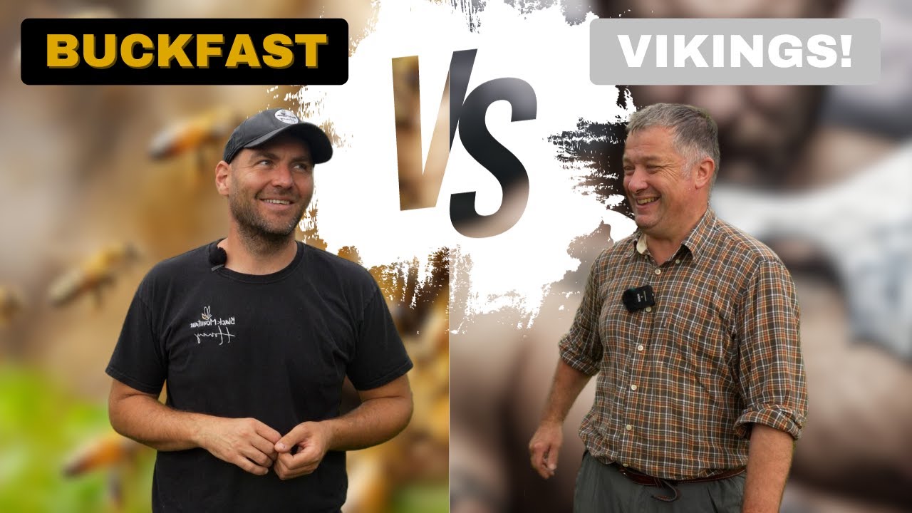 Buckfast Bees Vs THE Hereford Vikings
