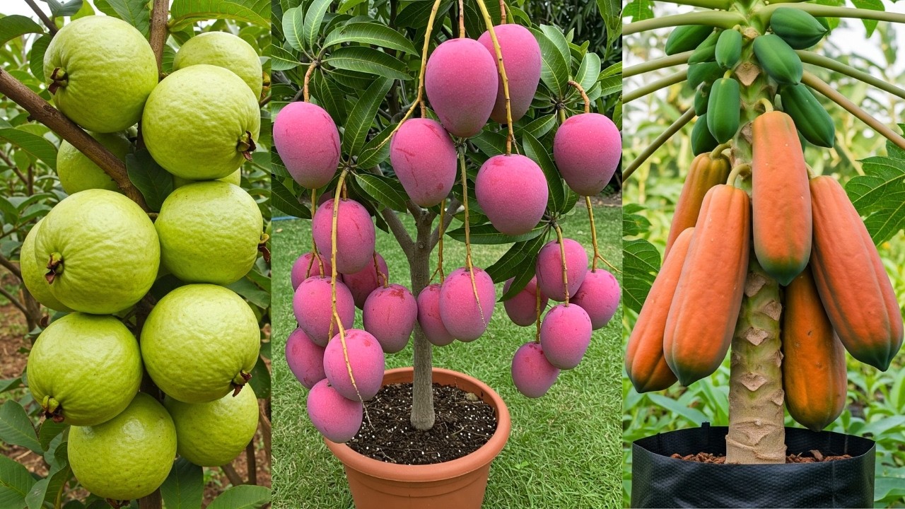 🌿10 Pro Tips to Grow Fruit Trees Quickly Using These Pro Techniques!
