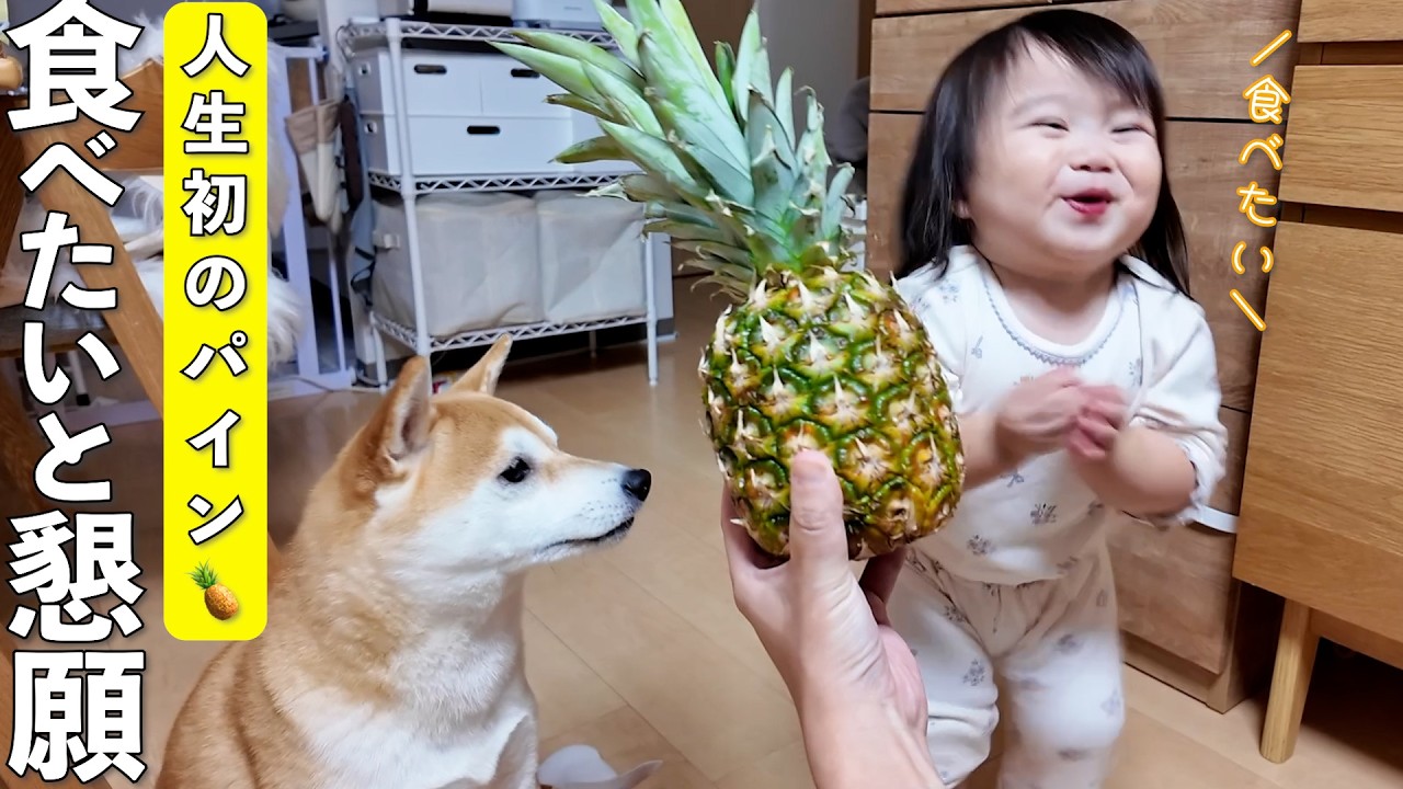 パイナップルを食べたくて必死にお願いする2歳娘と柴犬がこちらです笑