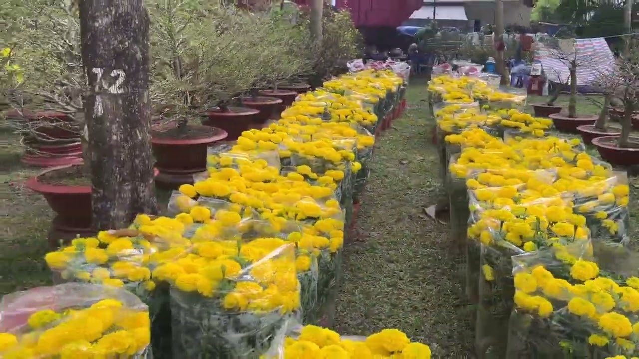 Sài Gòn hoa xuân ngày trước tết!