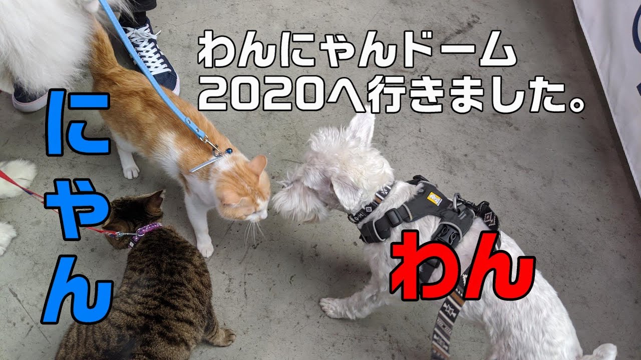 わんにゃんドームでにゃんこと遭遇した白シュナウザー銀太