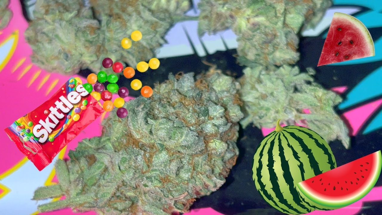 Watermelon Zkittlez Strain Review