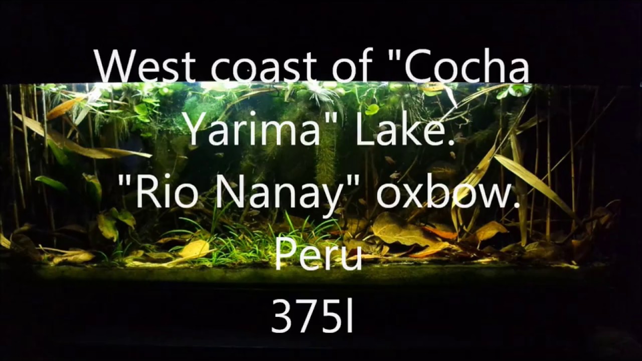West coast of Cocha Yarima Lake, the Rio Nanay oxbow, Peru, 375 L