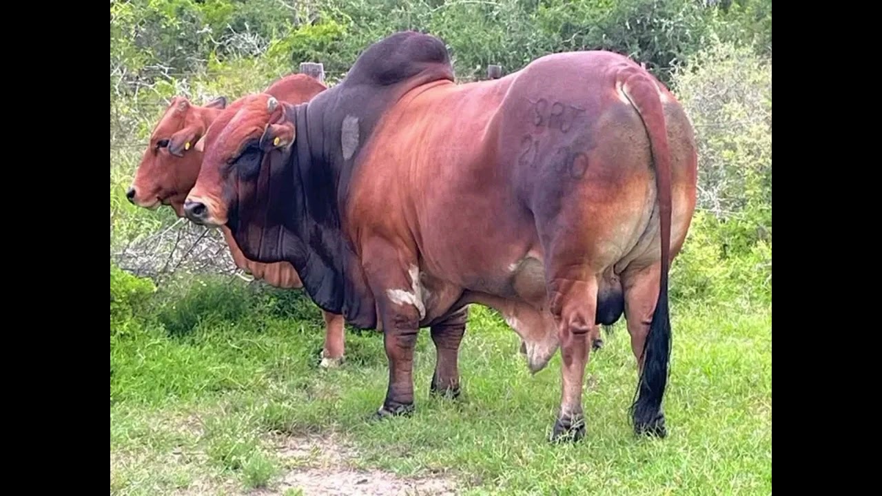 Weedduu Loon Boorana Meelbanaa 