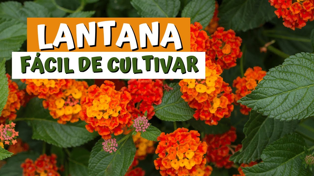 COMO CUIDAR DE LANTANA CAMARA TAMBÉM CONHECIDA POR PLANTA CAMBARÁ OU CAMBARAZINHO - DICAS DE CULTIVO