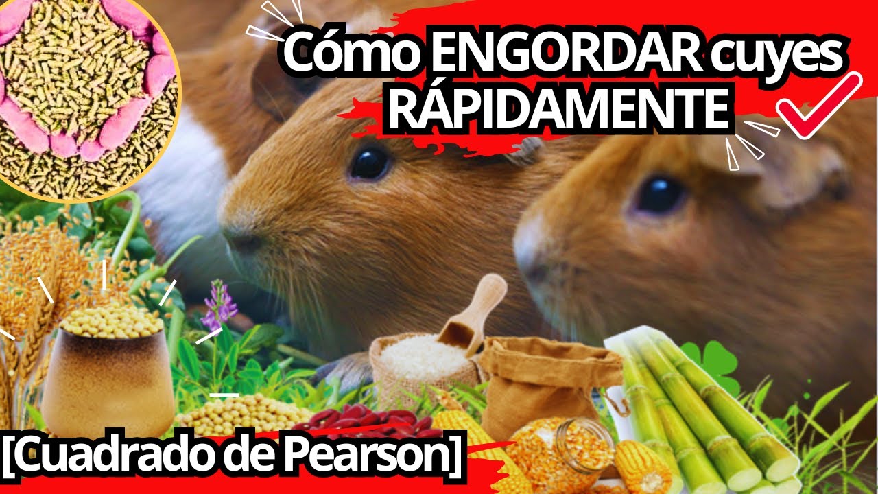 FURMULA para ELABORAR concentrado TECNIFICADO para CUYES - Cuadrado de Pearson