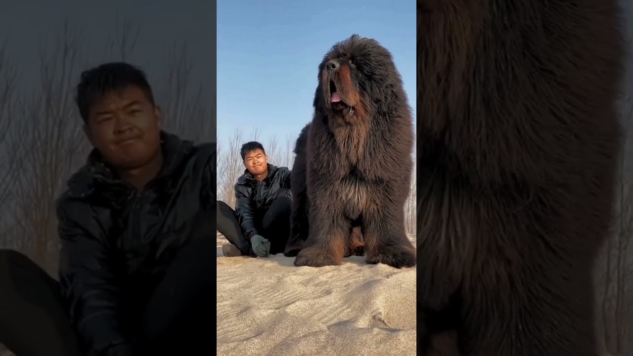 Boxer vs. Mastiff: Who's more protective? #dog #trendingshorts #shortfilm