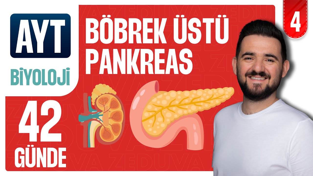 Böbrek üstü - Pankreas Soru Çözümü | 42 GÜNDE AYRINTILI AYT BİYOLOJİ KAMPI 2026-2027 | 4.GÜN
