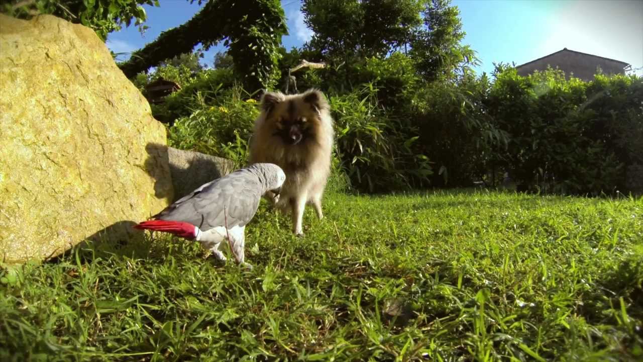 Perroquet Gris du Gabon et Chien Spitz nain - Jeux au jardin - GoPro Dog HD