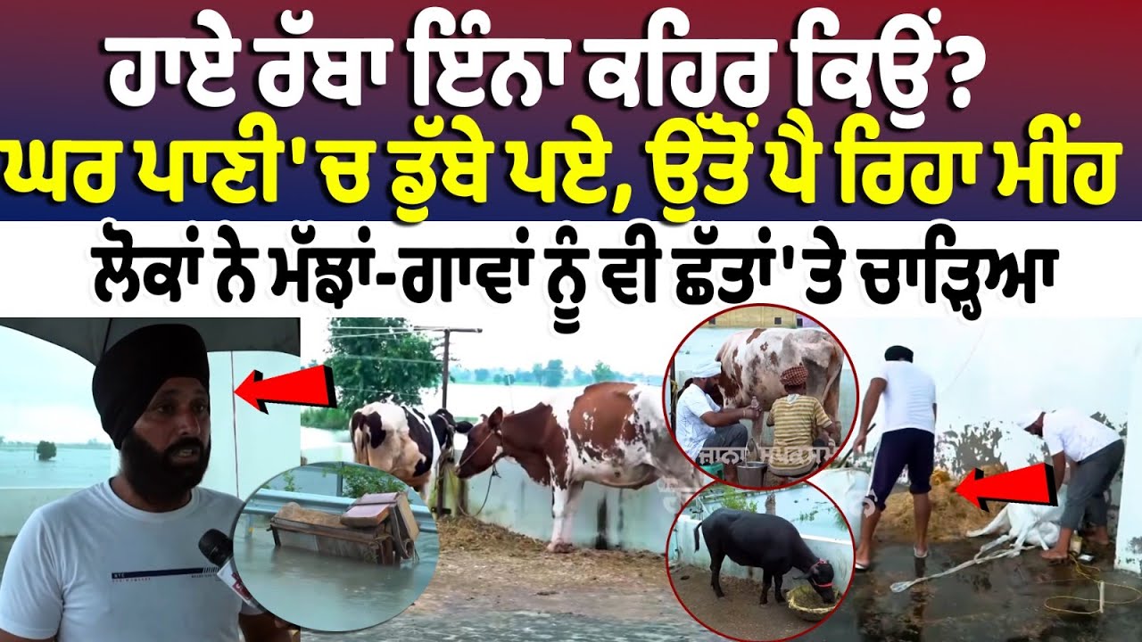 Dera Baba Nanak Flood News : ਹਾਏ ਰੱਬਾ ਇੰਨਾ ਕਹਿਰ ਕਿਉਂ? ਘਰ ਪਾਣੀ 'ਚ ਡੁੱਬੇ ਪਏ, ਉੱਤੋਂ ਪੈ ਰਿਹਾ ਮੀਂਹ